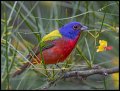 _3SB3440 painted bunting